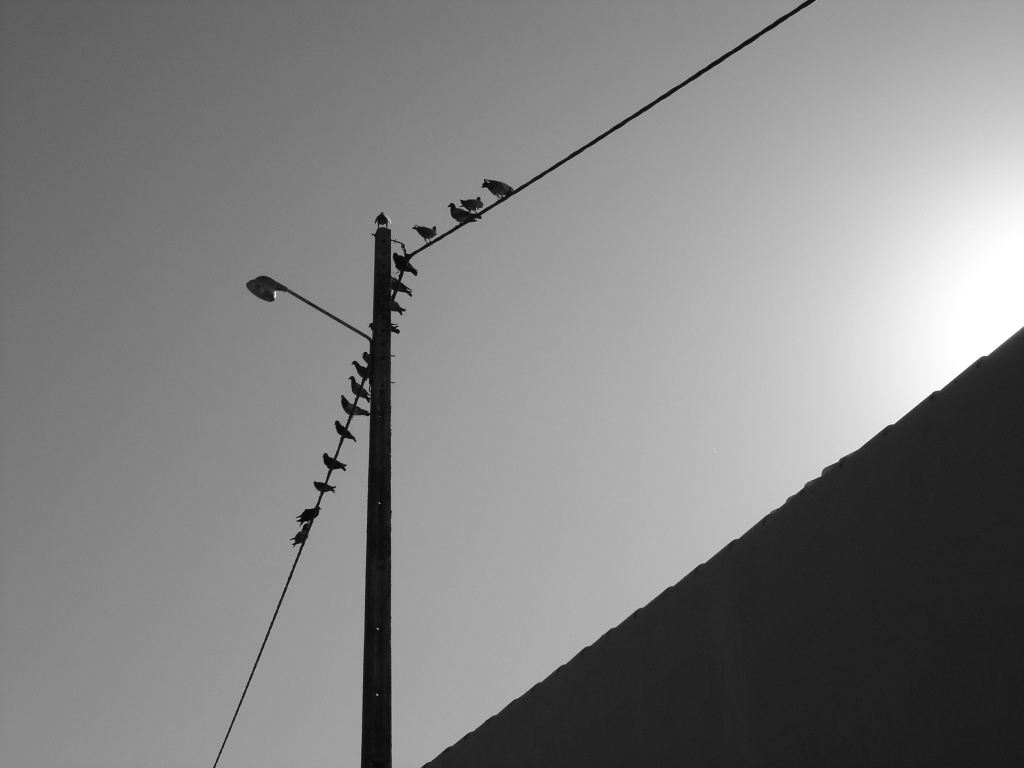 Birds on the wire - Morenos Portugal - July 2004