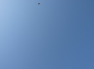 Hey little bird...
(Due to a volcanic ashcloud coming from Iceland - there was no air traffic above Europe. Result: Blue skies and this little bird....
