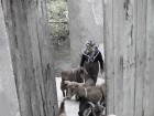  Woman with goats in Islamlar - Turkey October 2008